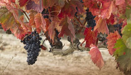Clusters of Tempranillo grapes